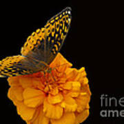 Butterfly Visitor Art Print