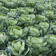 Cabbage Field Santa Cruz California Art Print