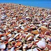 Caladesi Shells I Art Print