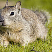 California Ground Squirrel  Berkeley Art Print