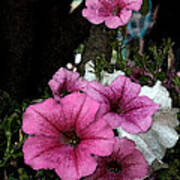 California Petunias Art Print