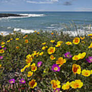 California Poppy And Iceplant Art Print