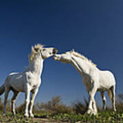 Camargue Horse Equus Caballus Stallions Art Print