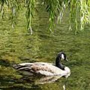 Canadian Goose On River Under Willow Art Print