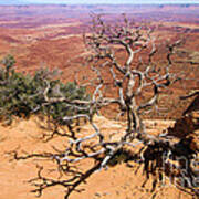 Canyonlands Mesa Arch Trail Art Print