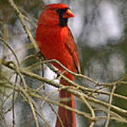 Cardinal In Spruce Art Print