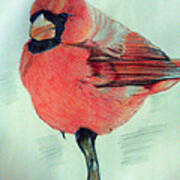Cardinal Study Art Print