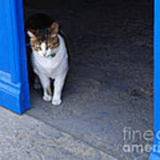 Cat At The Doorway Art Print