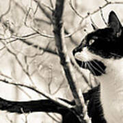 Cat In A Tree In Black And White Art Print