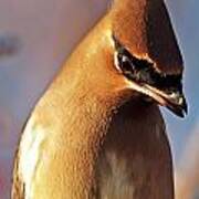 Cedar Waxwing Closeup Art Print