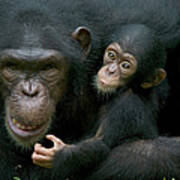 Chimpanzee Pan Troglodytes Adult Female Art Print