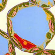 Chloroplasts In Cells Of Zinnia Art Print