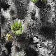 Cholla Blossoms Art Print