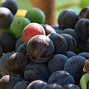 Close Up Of Wine Grapes Art Print