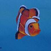 Clownfish Art Print