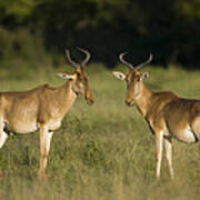 Cokes Hartebeest Pair Masai Mara Kenya Art Print