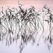 Common Reeds Art Print