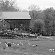 Connecticut Sheep Farm Art Print