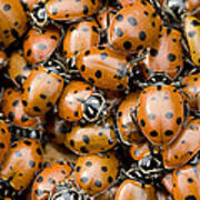 Convergent Lady Beetles Gathering Art Print