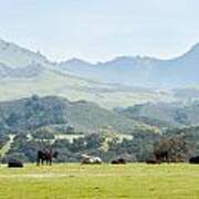 Cows Enjoying The View Art Print