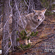 Coyote In Yellowstone National Park Art Print