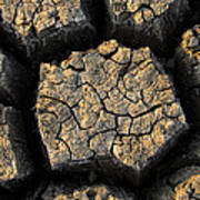 Cracked, Dried Out Mud, Mokolodi Nature Art Print