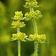 Crosswort (cruciata Laevipes) Art Print