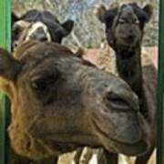 Curious Camels Art Print