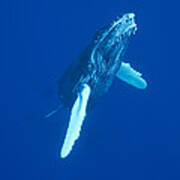 Curious Humpback Whale Calf Off Maui Art Print