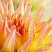 Dahlia Flower 06 Art Print