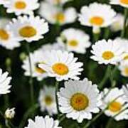 Daisies In A Field Art Print