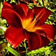 #daylily #flower #flowers #lily #idaho Art Print