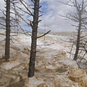 Dead Trees In Mammoth Hot Springs Art Print