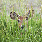 Deer In Hiding Art Print