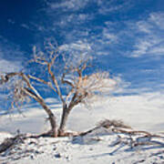 Desert Tree In White Sands Art Print