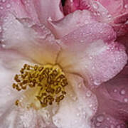 Dew Drops On Pink Art Print