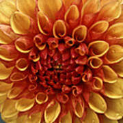 Dew Kissed Chrysanthemum Art Print