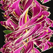 Digital Streak Image Of African Violets Art Print