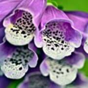 Digitalis Purpurea #foxglove #digitalis Art Print