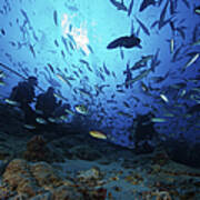 Divers & Fish At Beqa Lagoons Premier Art Print