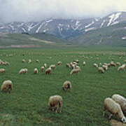 Domestic Sheep Ovis Aries Flock Grazing Art Print