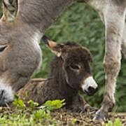 Donkey Equus Asinus Adult With Foal Art Print