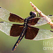 Dragonfly Closeup Art Print