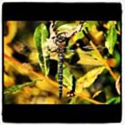 Dragonfly Magic #webstagram #macro Art Print