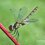 Dragonfly On A String Art Print