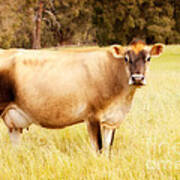 Dreamy Jersey Cow Art Print