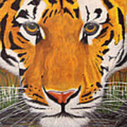 Drinking Tiger Art Print