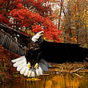 Eagle In Autumn Splendor Art Print
