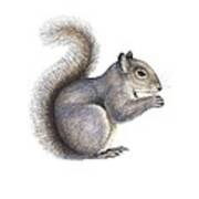 Eastern Grey Squirrel, Artwork Art Print