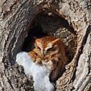 Eastern Screech Owl Art Print